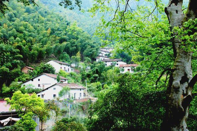 深秋初冬,是东坪最美的时节:古道满地的红枫,田间地头油菜水稻,田塍地