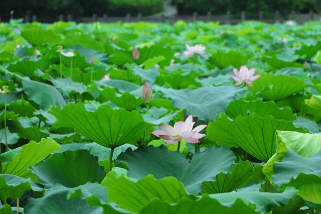 深圳洪湖公园的荷花开了,深圳人可以来赏荷花了