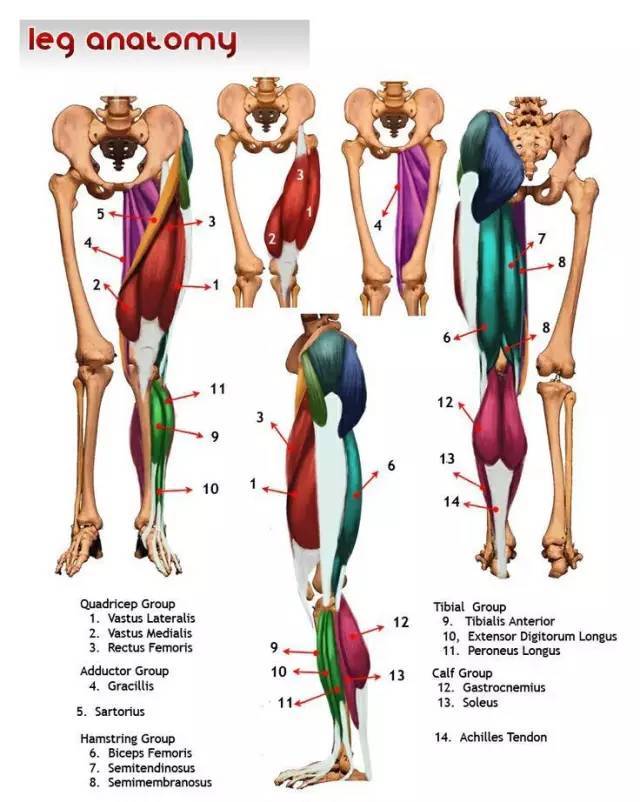 人体运动状态下的3d肌肉骨骼精美解剖