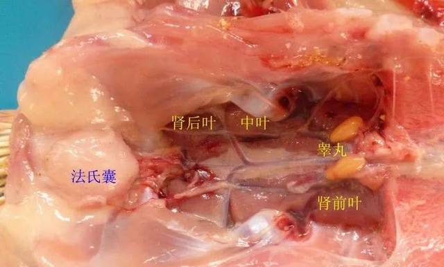 睾丸有两个,与母鸡卵巢的位置相同,在肺脏的下方,位于两个肾前叶的