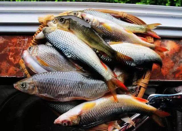 川南地区钓鱼人喜爱的红尾巴究竟是一种什么