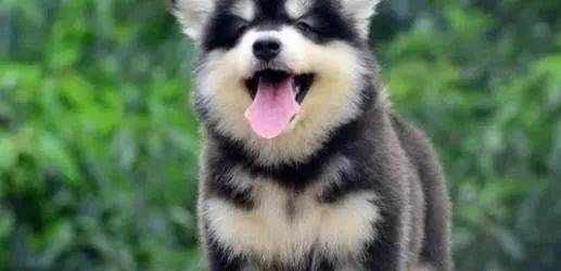 世界上最不忠诚的狗狗排名,并不是所有狗狗都