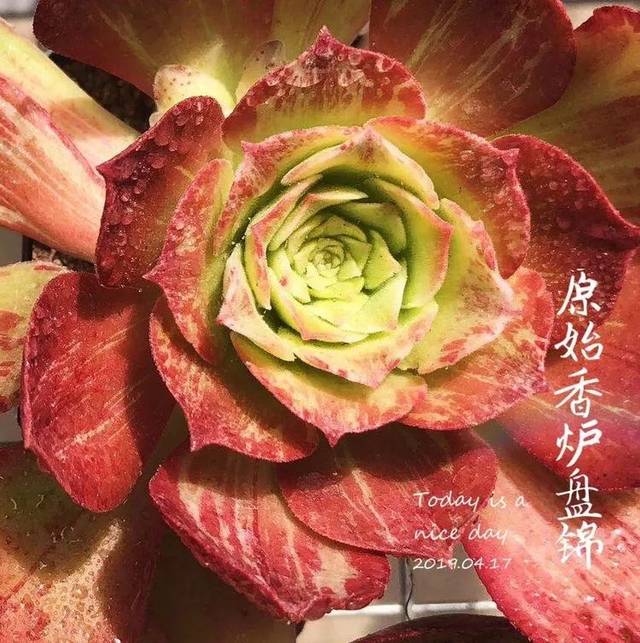 法师品种大全合集:这份魅力你们能挡么?