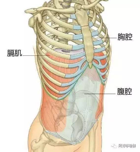 说到呼吸影响肋骨外翻,就不得不提到一块很重要的肌肉——膈肌.