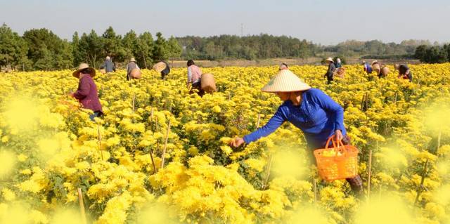 10月份,禾云这个地方将惊现200亩金色花海!