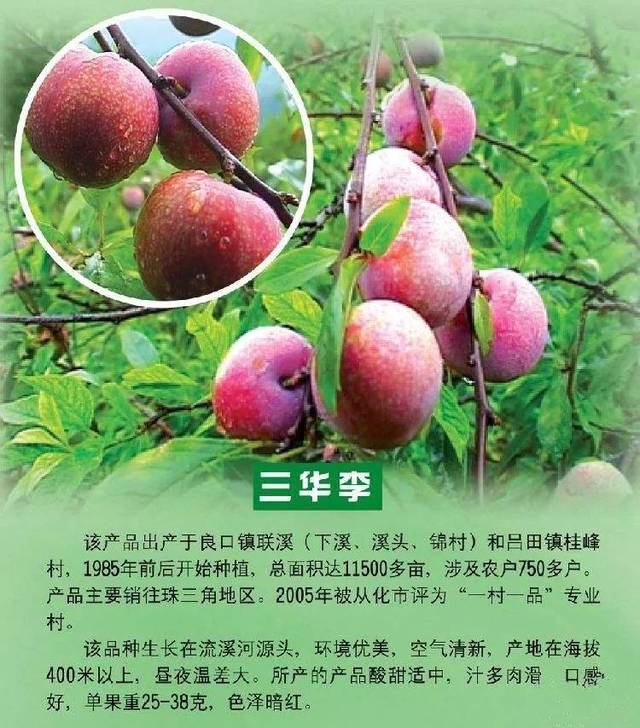 快乐驴途从化三华李采摘节 入园任吃,漫步竹海,探险瀑布