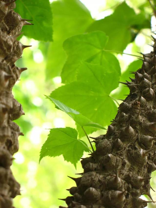 植物逆境求生记