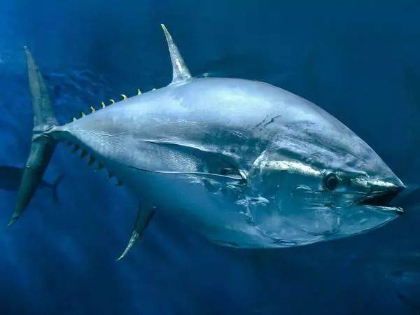蓝鳍金枪鱼是金枪鱼类中 最大型的鱼种,广泛分布于北半球的太平洋和大