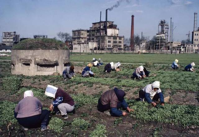 20世纪80年代,在上海市郊一处农田里拍摄到的碉堡