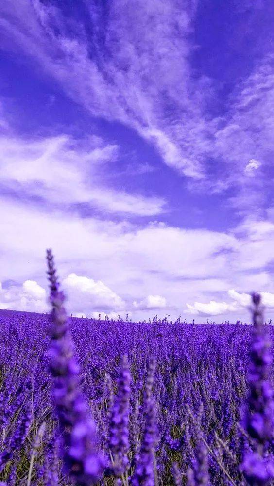 紫色的天空搭配着紫色薰衣草,紫气东来,真是一个好兆头
