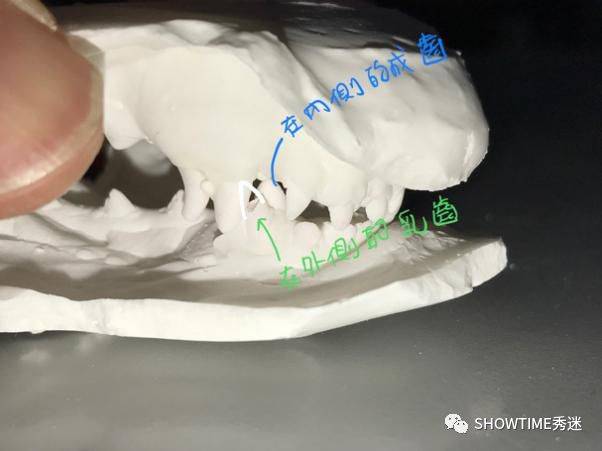 上颚因为内侧的成齿犬牙造成受损