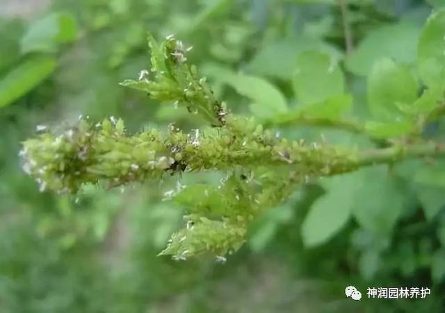 【园林虫害预警】园林植物刺吸式害虫—蚜虫的危害与防治