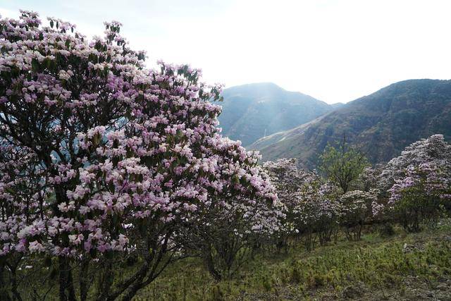 沿着轿子雪山盘山公路往上,大片大片的杜鹃花绵延成海