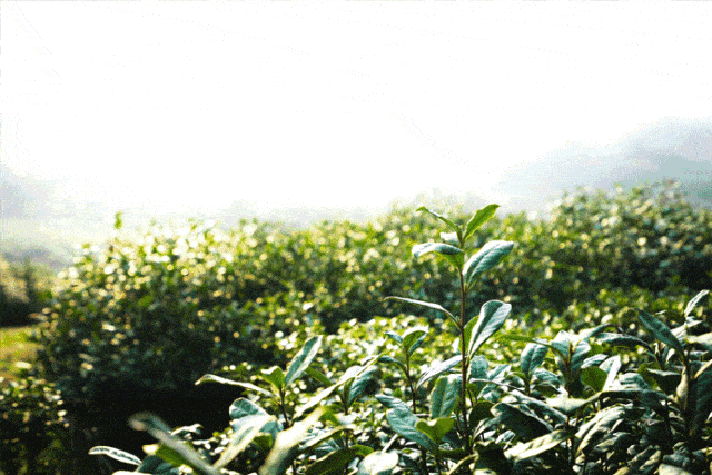天然有机富硒原料 山茶油黄金种植地 山茶籽植物舒缓油的核心成分是