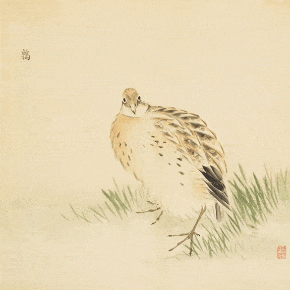 壁纸 动物 国画 鸟 鸟类 雀 575_575 gif 动态图 动图