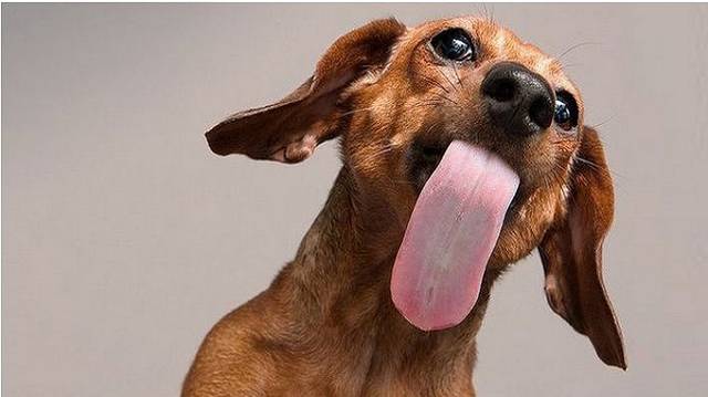 狗狗舔人代表着什么,你知道它要表达的意思吗
