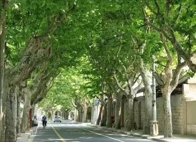 【季节随笔】只有住在梧桐树下,才是真正的上海