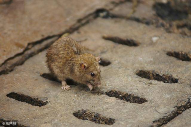 为什么农村的老鼠越来越少,反而城里面的老鼠越来越多呢?