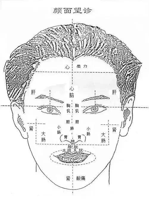 全息面诊:脸部反射区域大全