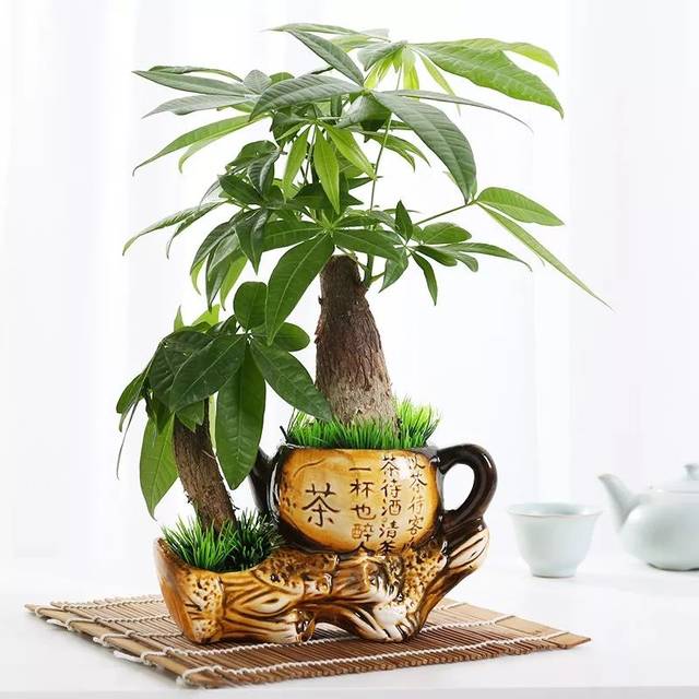 家里养这12种吉祥植物 平安幸福 好运连连!