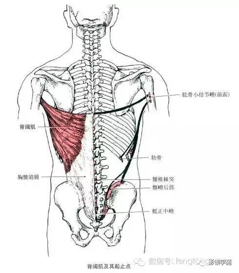 三角肌的解剖