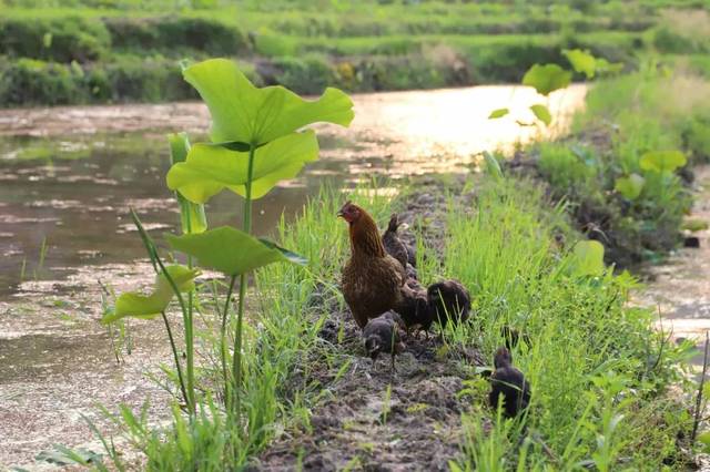 初夏田园杂兴,记在湘西侗境乡居的农耕时节