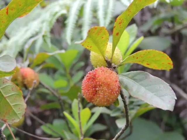 茶包 小时候常常去山上摘看起来像果子 里面是空的 拐枣 吉扭,学名