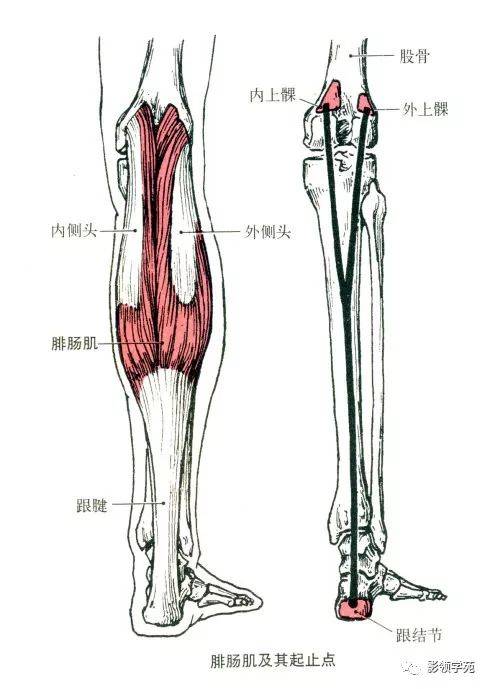 起点:腓肠肌内,外侧头分别起自股骨内,外上髁.