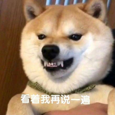 沙雕柴犬的表情包|野心不大,你和天下