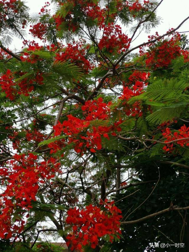 花花世界:这株花,叶如飞凰之羽,花若丹凤之冠