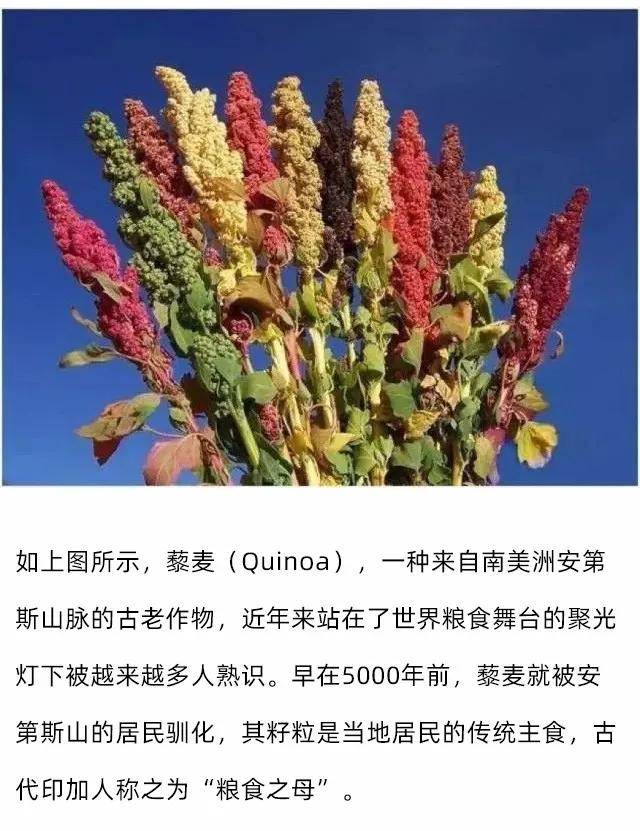 【藜麦课堂】网红藜麦是什么?它是假谷物,却是一种超级食材