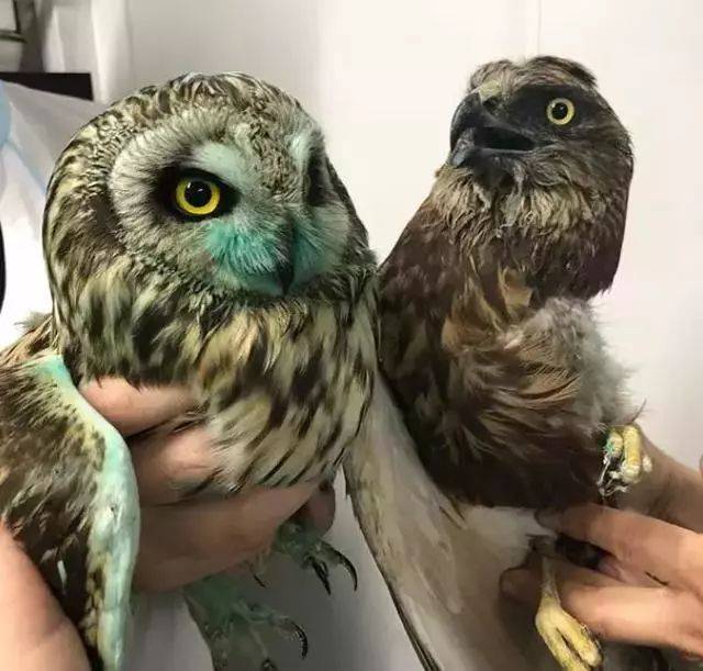 一只喜欢撩狗的小浣熊成为诊所助手后…把狗狗