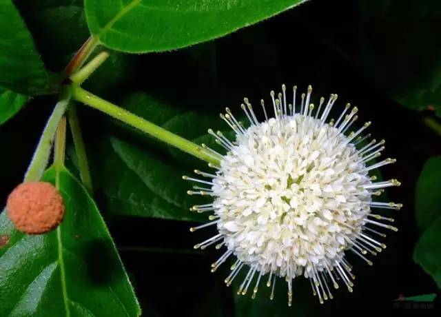 5月25日双子星座花「水杨梅&三色堇」