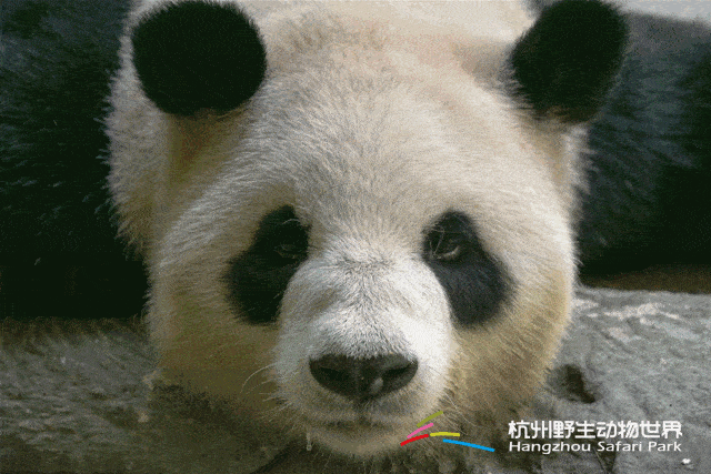 景区介绍 杭州野生动物园  杭州野生动物世界 就是一个符合大众口味
