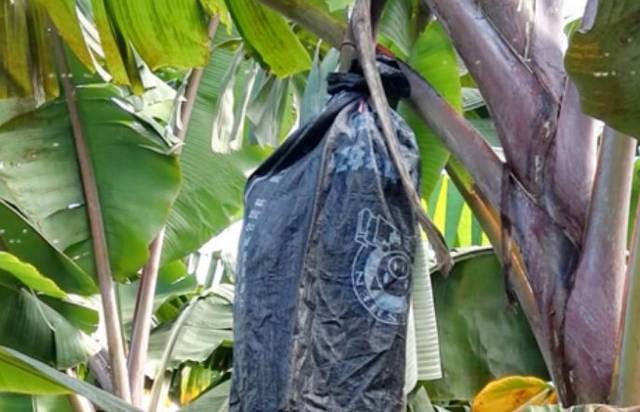 2年只结一次果的红皮香蕉,实在太美味!