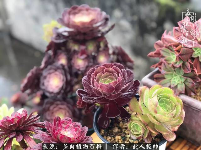 青花瓷太美,皮实的紫羊绒应该能在瓷盆中挺过酷夏吧