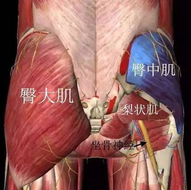 不同损伤引起的腰腿疼痛分析