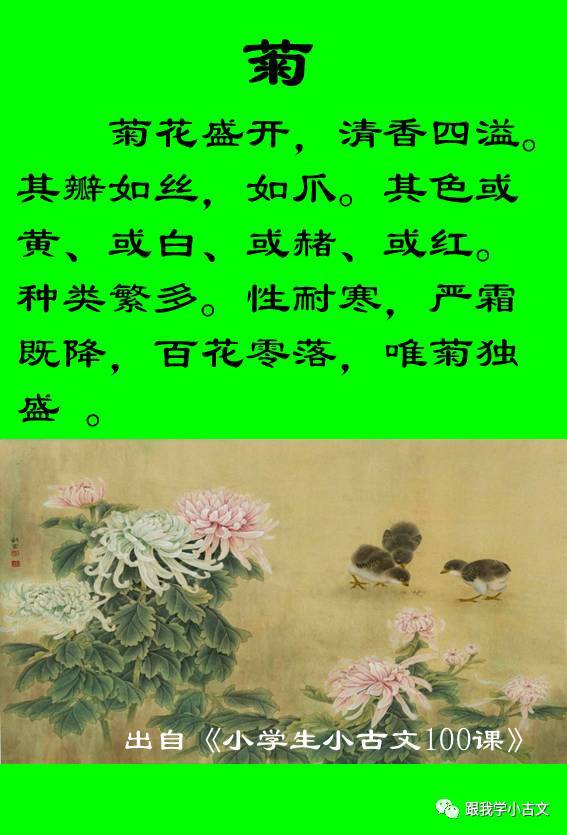 小古文诵读|菊(100-5)