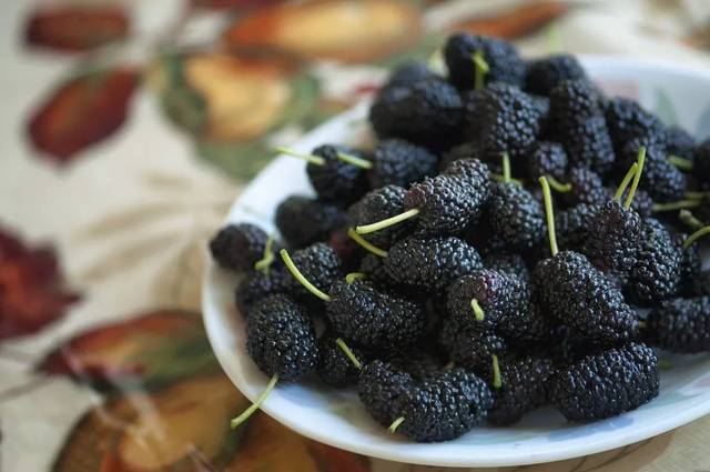 关注 ▏柳疃镇第二届桑葚采摘节火爆启幕,一起看看桑葚有啥保健功