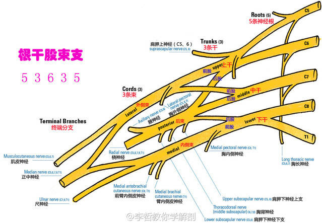 腓肠外侧皮神经 关节支:膝关节前外侧及胫腓关节 腓浅神经:腓骨长短肌