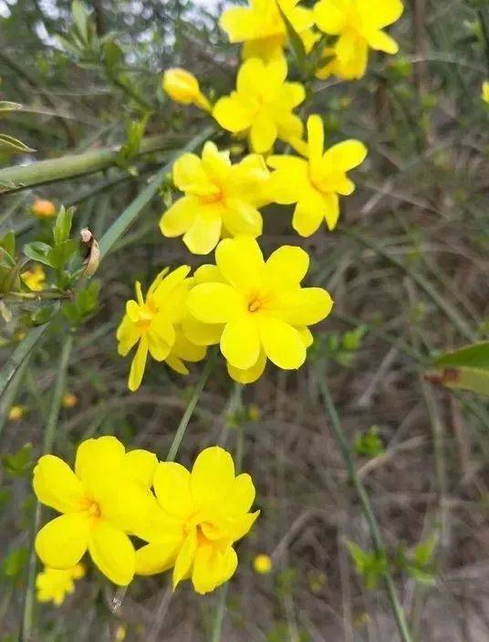 图书馆附近多处可见. 迎春花 winter jasmine