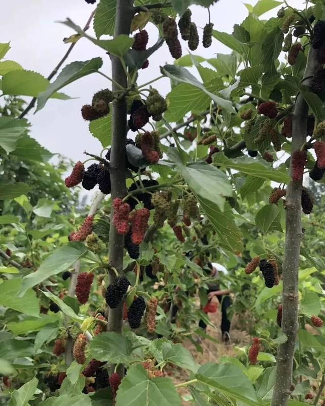 关注 ▏柳疃镇第二届桑葚采摘节火爆启幕，一起看看桑葚有啥保健功