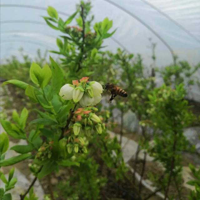 大棚栽培蓝莓花期管理要点!