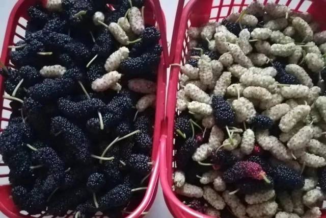 关注 ▏柳疃镇第二届桑葚采摘节火爆启幕，一起看看桑葚有啥保健功