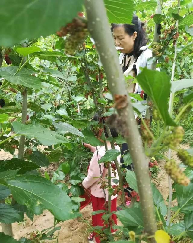 关注 ▏柳疃镇第二届桑葚采摘节火爆启幕，一起看看桑葚有啥保健功