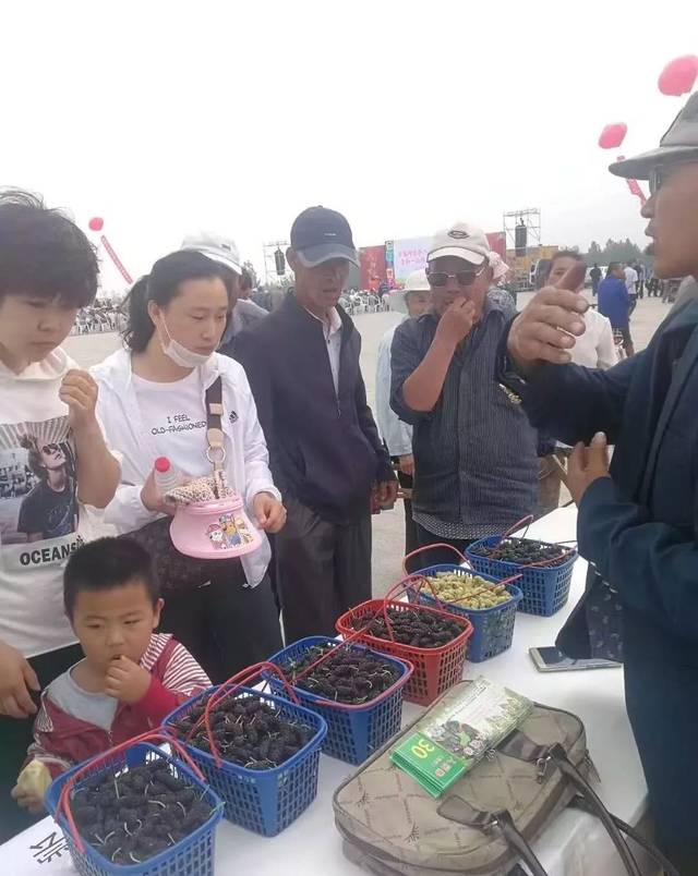 关注 ▏柳疃镇第二届桑葚采摘节火爆启幕，一起看看桑葚有啥保健功
