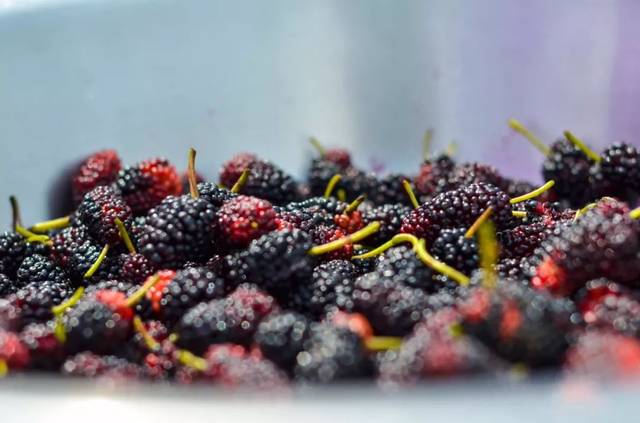 关注 ▏柳疃镇第二届桑葚采摘节火爆启幕,一起看看桑葚有啥保健功