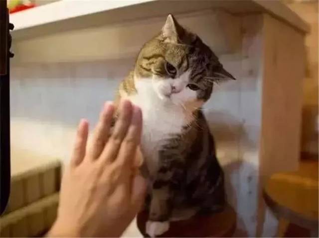 训练猫咪握手打招呼有诀窍.