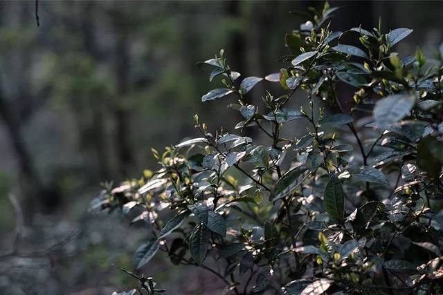 以老寨山,普华农林等为主的茶叶企业荣获特别金奖2枚,金奖3枚,茶叶炒