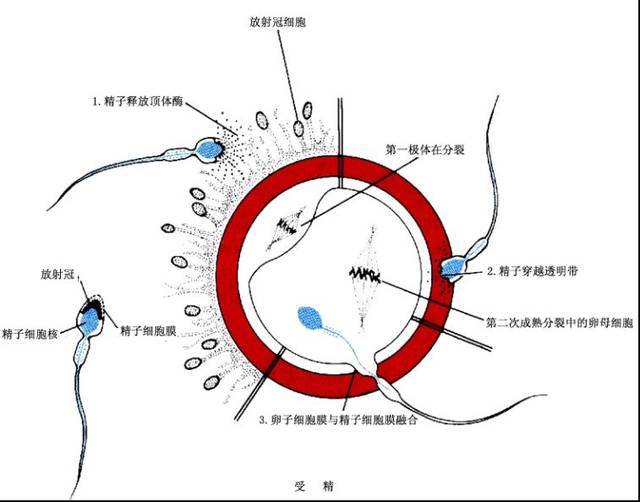 3,抗人绒毛膜促性腺激素抗体